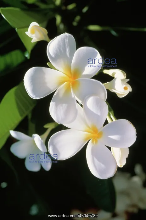: Frangipani : Frangipani