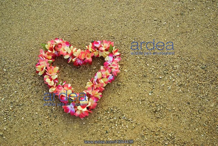 : Frangipani : Frangipani