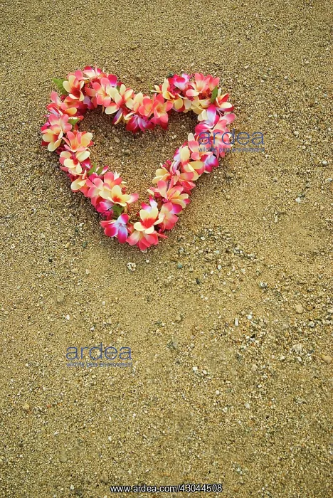 : Frangipani : Frangipani