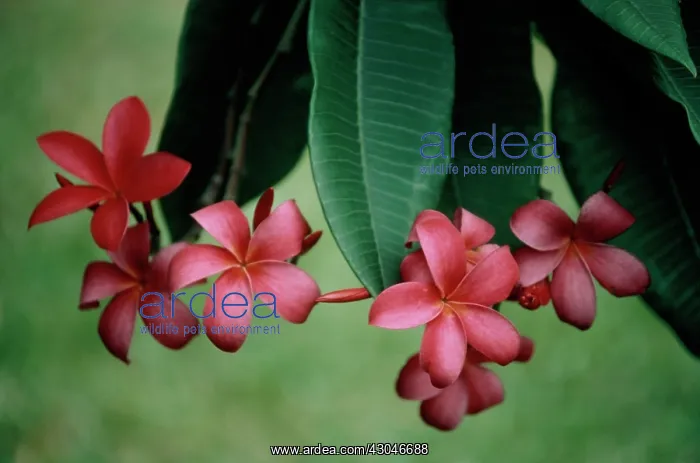 : Frangipani : Frangipani