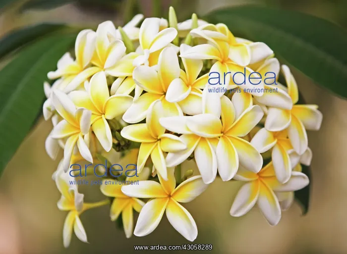 : Frangipani : Frangipani