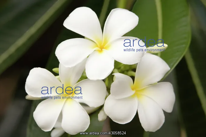 : Frangipani : Frangipani
