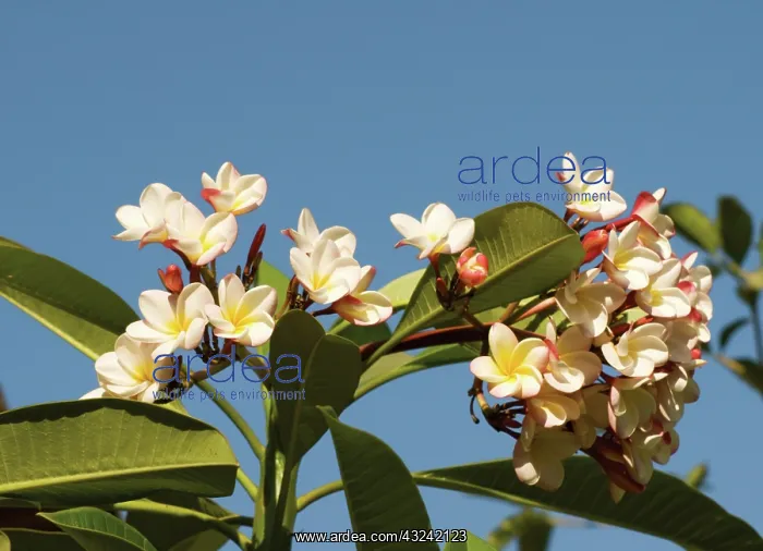  : Frangipani