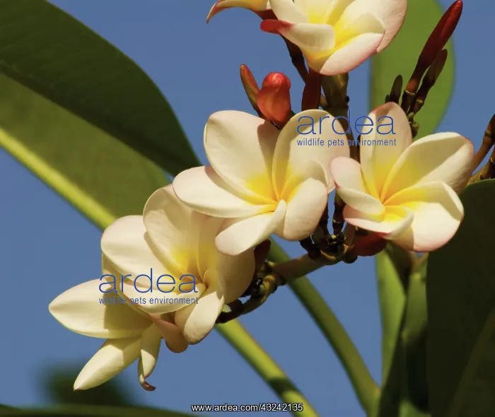 : Frangipani : Frangipani