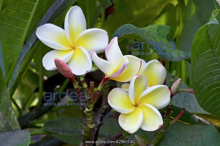 : Frangipani Blanco : Frangipani Blanco