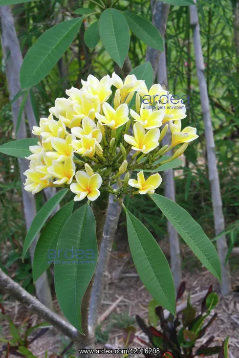 : Frangipani - Flower : Frangipani - Flower