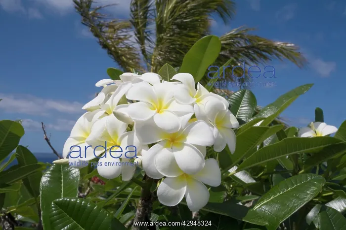 : Frangipani flowers : Frangipani flowers