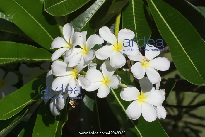 : Frangipani - Native to tropical Central America : Frangipani - Native to tropical Central America