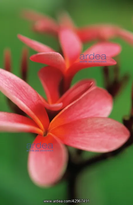 : Frangipani, West Indian Jasmine, Monoi : Frangipani, West Indian Jasmine, Monoi