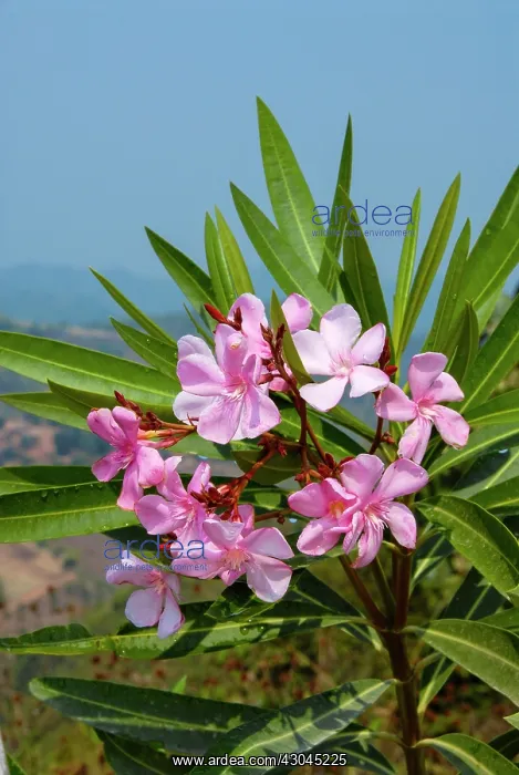 : Frangipani, West Indian jasmine, Monoi : Frangipani, West Indian jasmine, Monoi