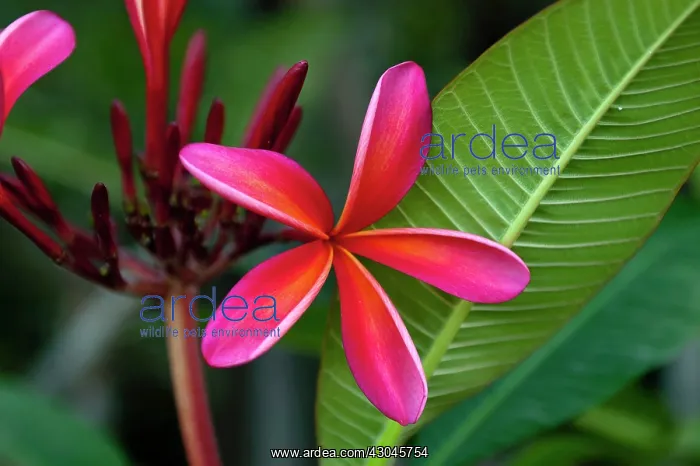  : Frangipani, West Indian jasmine, Monoi