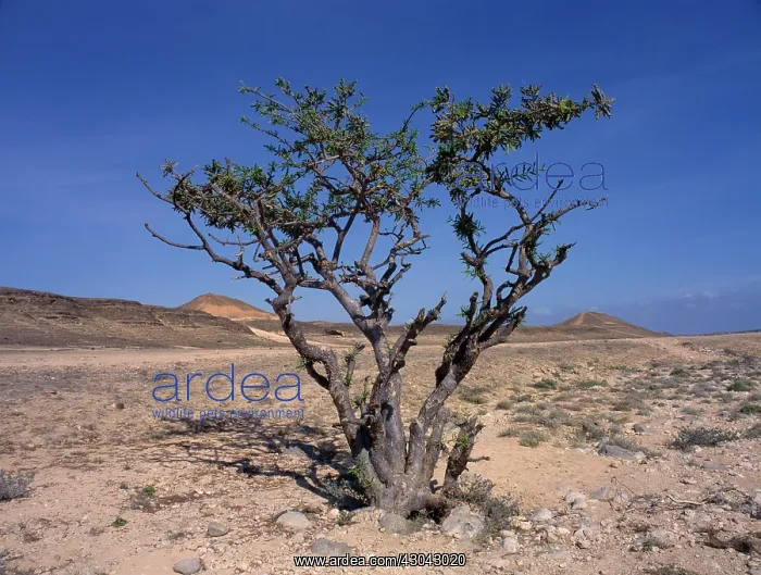 : Frankincense : Frankincense