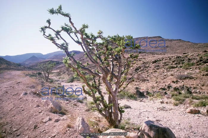 : Frankincense Tree : Frankincense Tree