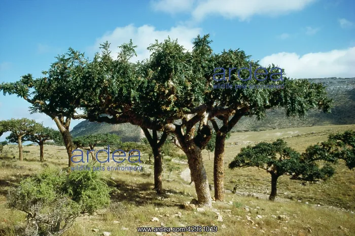 : Frankincense Tree : Frankincense Tree