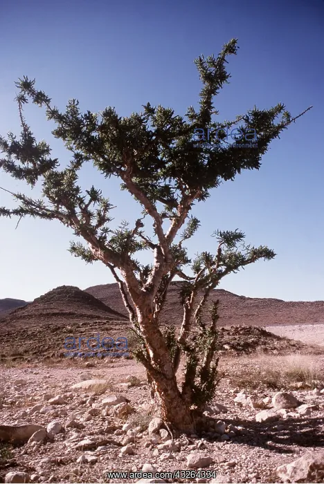 : FRANKINCENSE TREE : FRANKINCENSE TREE
