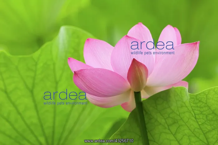  : Franklin NC, Perry's Water Garden, Lotus
