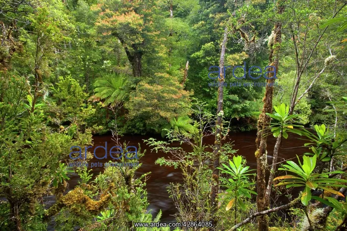 : Franklin River and rainforest - magnificent Franklin : Franklin River and rainforest - magnificent Franklin