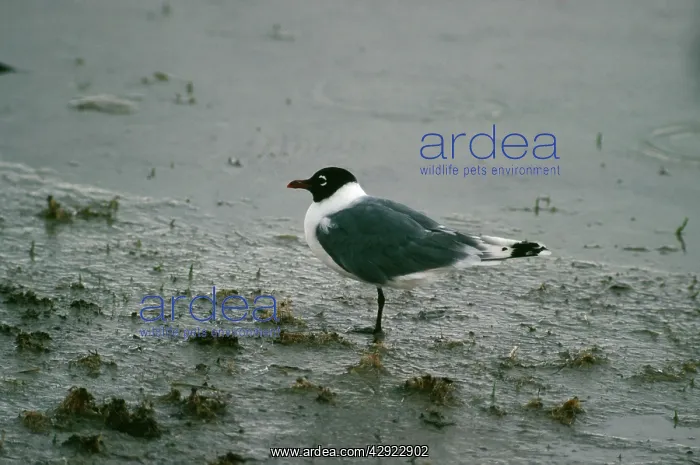 : Franklin's Gull