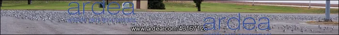 : Franklin's Gull Panorama : Franklin's Gull Panorama