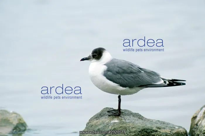 : Franklin's Gull - sub adult - second winter : Franklin's Gull - sub adult - second winter