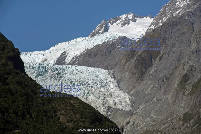 : Franz Josef Glacier : Franz Josef Glacier