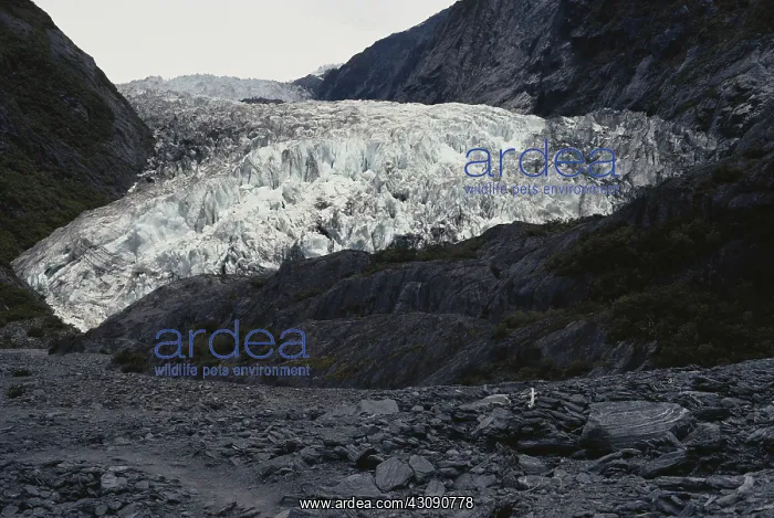 : Franz Josef Glacier, New Zealand : Franz Josef Glacier, New Zealand