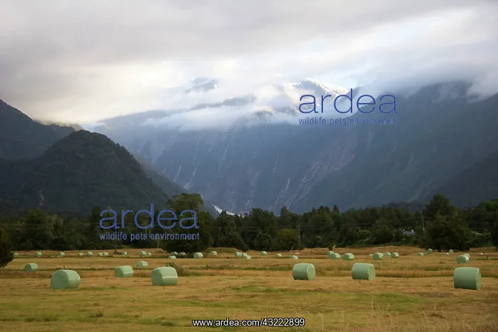 : Franz Josef, New Zealand. Farmland surrounding : Franz Josef, New Zealand. Farmland surrounding