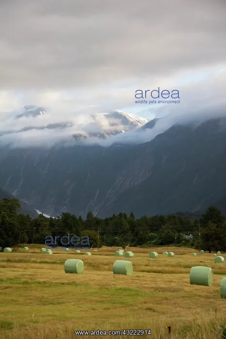 : Franz Josef, New Zealand. Farmland surrounding : Franz Josef, New Zealand. Farmland surrounding