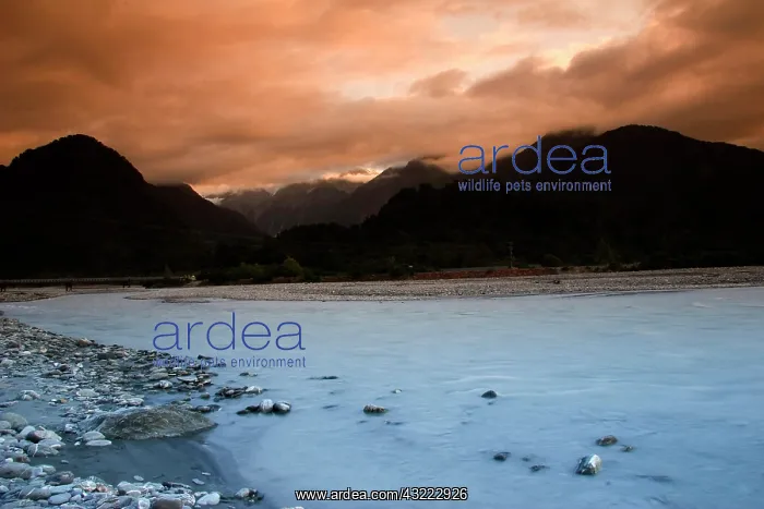 : Franz Josef, New Zealand. A river at the : Franz Josef, New Zealand. A river at the