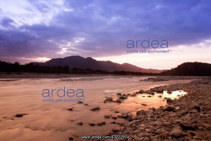 : Franz Josef, New Zealand. A river at the : Franz Josef, New Zealand. A river at the