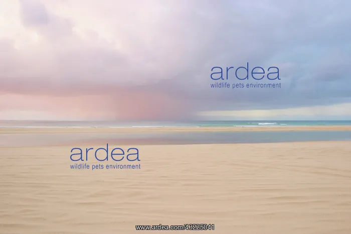 : Fraser Island, Australia. Fraser Island : Fraser Island, Australia. Fraser Island