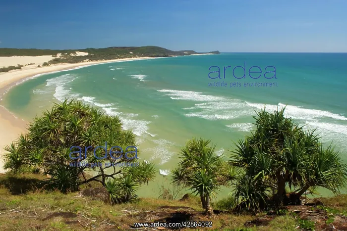 : Fraser Island Beach : Fraser Island Beach