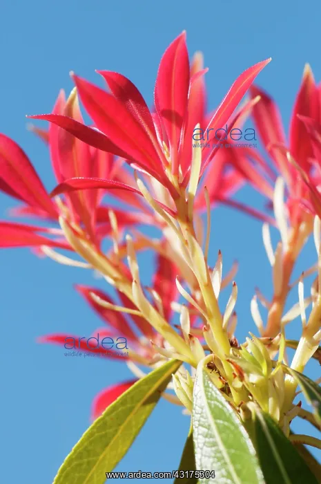  : Fraser Photinia, Photinia x fraseri, looking up through plan