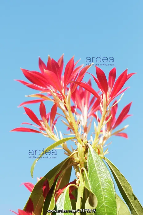 : Fraser Photinia, Photinia x fraseri, looking up through plan : Fraser Photinia, Photinia x fraseri, looking up through plan