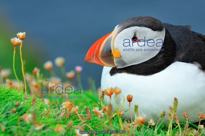 : Fratercula arctica Fratercula : Fratercula arctica Fratercula