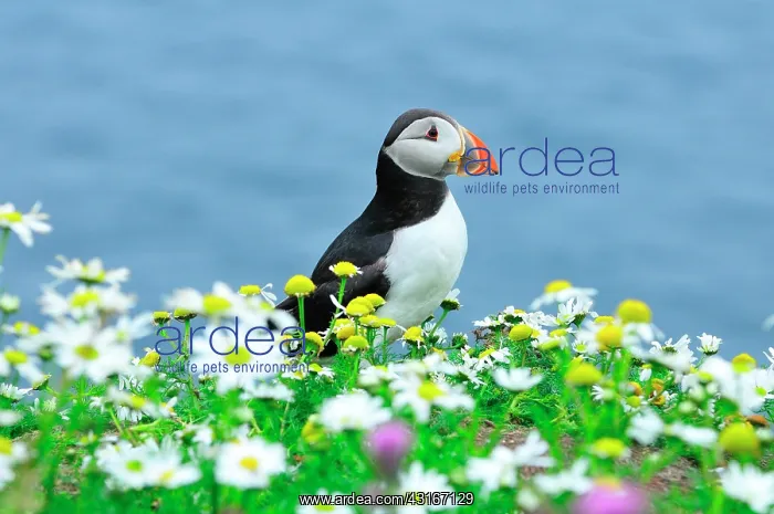 : Fratercula arctica Fratercula : Fratercula arctica Fratercula