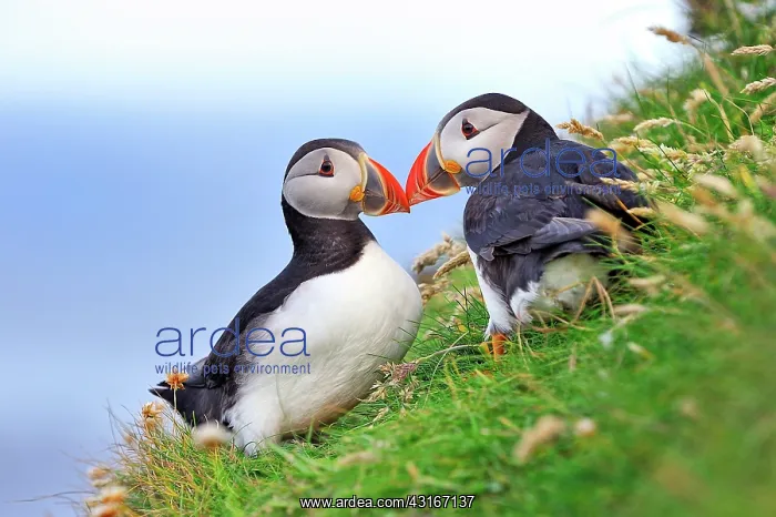 : Fratercula arctica Fratercula : Fratercula arctica Fratercula