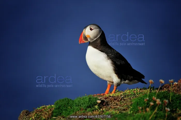: Fratercula arctica Fratercula : Fratercula arctica Fratercula