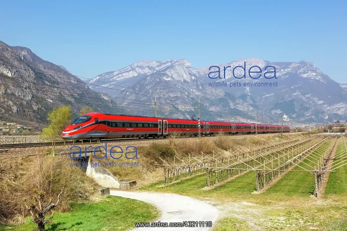 : Frecciarossa FS ETR 1000 high-speed train of Tre : Frecciarossa FS ETR 1000 high-speed train of Tre