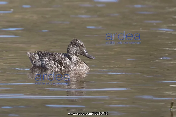 : Freckled Duck : Freckled Duck