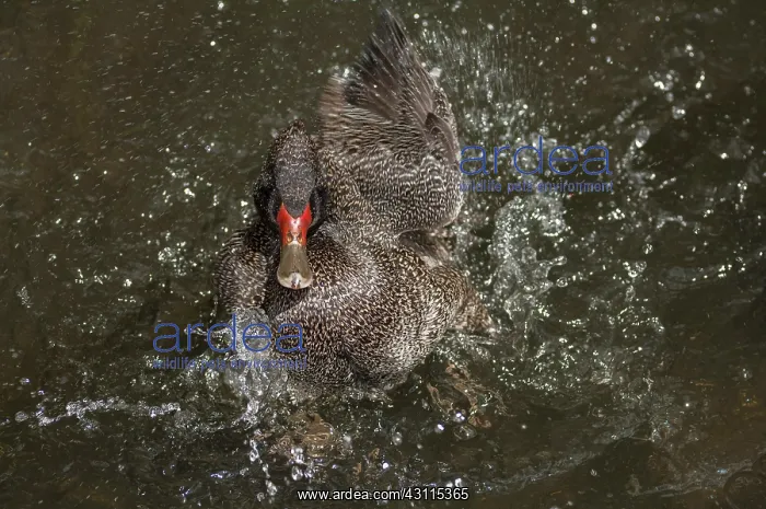 : Freckled Duck : Freckled Duck