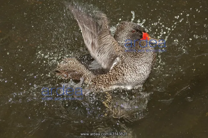 : Freckled Duck : Freckled Duck