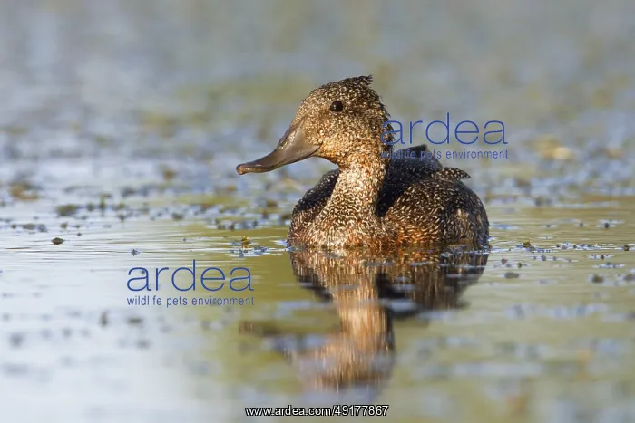 : Freckled Duck (Stictonetta naevosa) : Freckled Duck (Stictonetta naevosa)