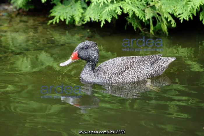 : Freckled Duck - swimming on lake : Freckled Duck - swimming on lake