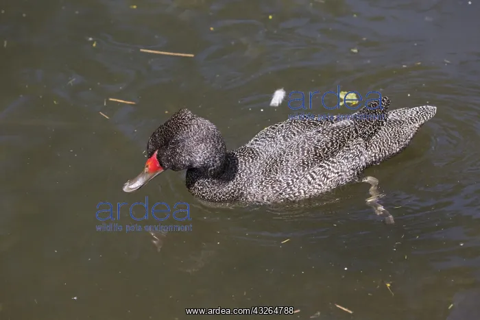 : Freckled duck Wildfowl & Wetlands Trust Slimbridge : Freckled duck Wildfowl & Wetlands Trust Slimbridge