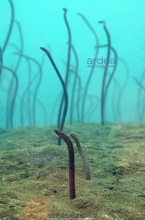  : Freckled Garden Eel - Liberty Wreck Dive Site, Tulamben