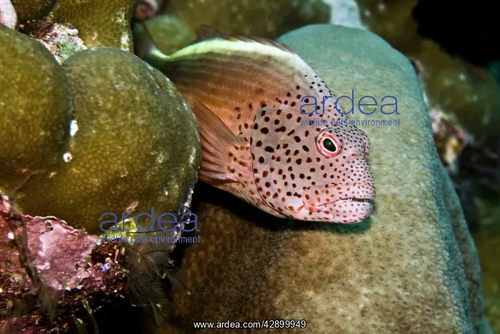 : Freckled Hawkfish : Freckled Hawkfish