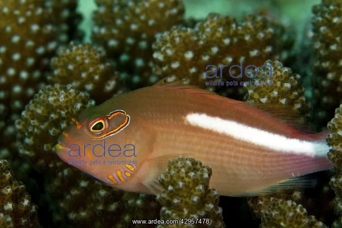 : Freckled Hawkfish : Freckled Hawkfish