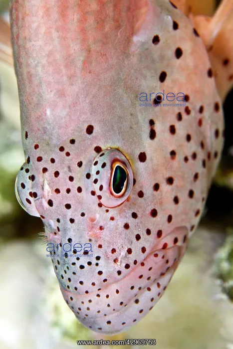 : Freckled Hawkfish : Freckled Hawkfish