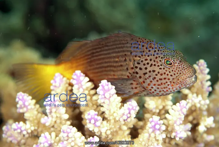 : Freckled Hawkfish : Freckled Hawkfish